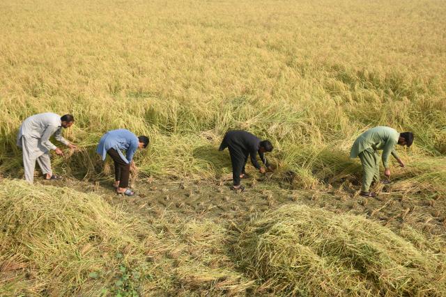 (251031) -- LAHORE, Oct. 31, 2025 (Xinhua) -- Farmers work at a paddy field in Lahore, Pakistan on Oct. 31, 2025. (Photo by Sajjad/Xinhua)