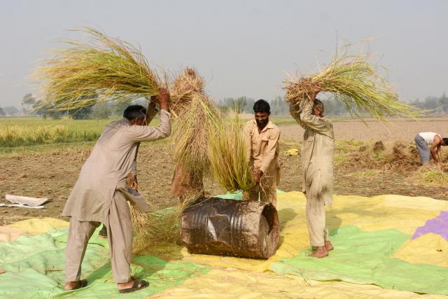(251031) -- LAHORE, Oct. 31, 2025 (Xinhua) -- Farmers work at a paddy field in Lahore, Pakistan on Oct. 31, 2025. (Photo by Sajjad/Xinhua)