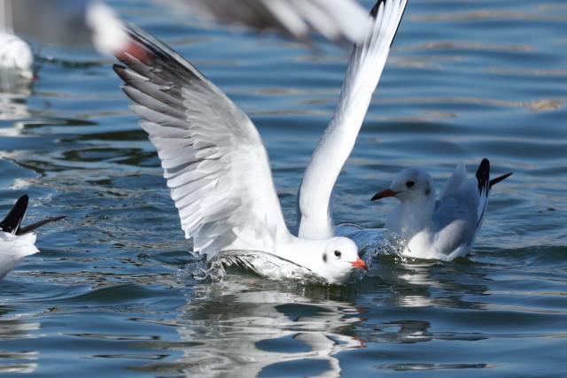 (251031) -- YINCHUAN, Oct. 31, 2025 (Xinhua) -- This photo taken on Oct. 31, 2025 shows black-headed gulls in Yinchuan, northwest China's Ningxia Hui Autonomous Region. (Xinhua/Lyu Ze)