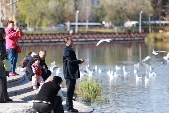 (251031) -- YINCHUAN, Oct. 31, 2025 (Xinhua) -- People feed black-headed gulls in Yinchuan, northwest China's Ningxia Hui Autonomous Region, Oct. 31, 2025. (Xinhua/Lyu Ze)
