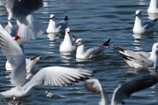 (251031) -- YINCHUAN, Oct. 31, 2025 (Xinhua) -- This photo taken on Oct. 31, 2025 shows black-headed gulls in Yinchuan, northwest China's Ningxia Hui Autonomous Region. (Xinhua/Lyu Ze)
