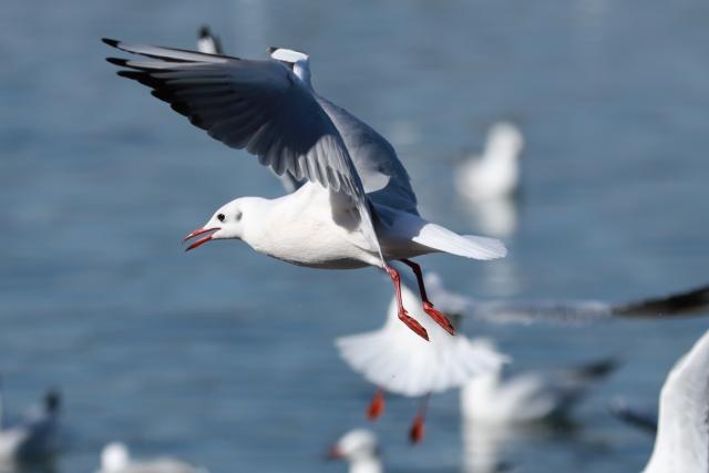 (251031) -- YINCHUAN, Oct. 31, 2025 (Xinhua) -- This photo taken on Oct. 31, 2025 shows black-headed gulls in Yinchuan, northwest China's Ningxia Hui Autonomous Region. (Xinhua/Lyu Ze)