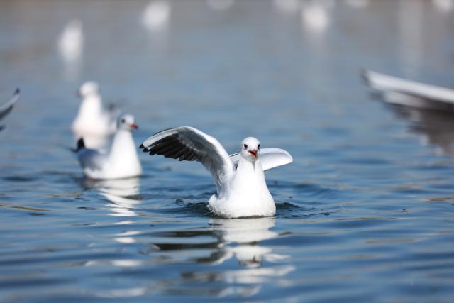 (251031) -- YINCHUAN, Oct. 31, 2025 (Xinhua) -- This photo taken on Oct. 31, 2025 shows black-headed gulls in Yinchuan, northwest China's Ningxia Hui Autonomous Region. (Xinhua/Lyu Ze)