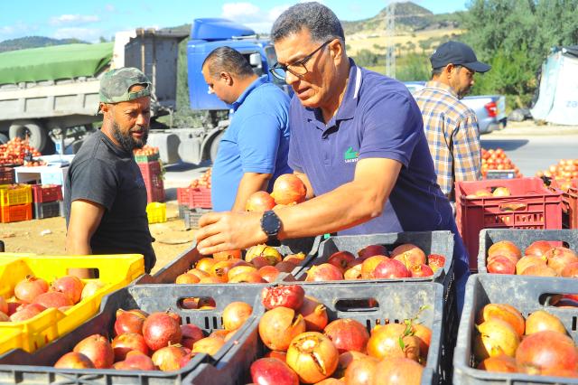 (251031) -- TUNIS, Oct. 31, 2025 (Xinhua) -- A man selects pomegranates at a pomegranate festival in Testour, Tunisia, Oct. 31, 2025. The city of Testour, a major pomegranate-producing region in Tunisia, hosts a pomegranate festival from October 29 to November 2. (Photo by Adel Ezzine/Xinhua)
