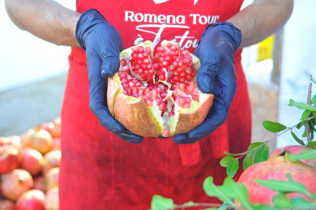 (251031) -- TUNIS, Oct. 31, 2025 (Xinhua) -- A vendor displays a pomegranate in Testour, Tunisia, Oct. 31, 2025. The city of Testour, a major pomegranate-producing region in Tunisia, hosts a pomegranate festival from October 29 to November 2. (Photo by Adel Ezzine/Xinhua)