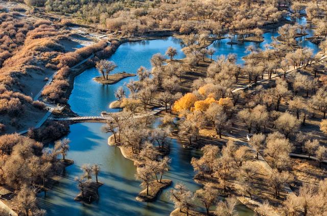 (251101) -- BEIJING, Nov. 1, 2025 (Xinhua) -- An aerial drone photo taken on Oct. 30, 2025 shows the scenery of a populus euphratica forest in Ejina Banner, north China's Inner Mongolia Autonomous Region. (Xinhua/Lian Zhen)