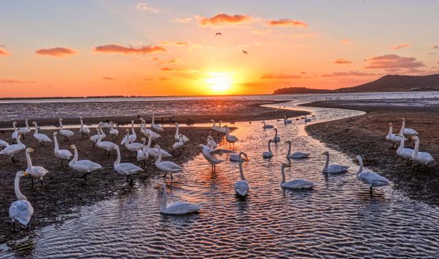 (251102) -- BEIJING, Nov. 2, 2025 (Xinhua) -- A drone photo taken on Nov. 2, 2025 shows a morning view of Swan Lake wetland in Rongcheng City, east China's Shandong Province. (Photo by Li Xinjun/Xinhua)