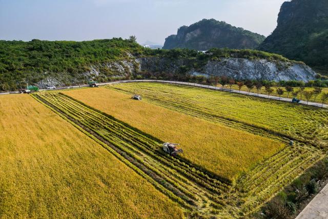 (251102) -- BEIJING, Nov. 2, 2025 (Xinhua) -- An aerial drone photo shows harvesters working in the paddy field in Huzhou City, east China's Zhejiang Province, Nov. 2, 2025. (Photo by Yi Fan/Xinhua)