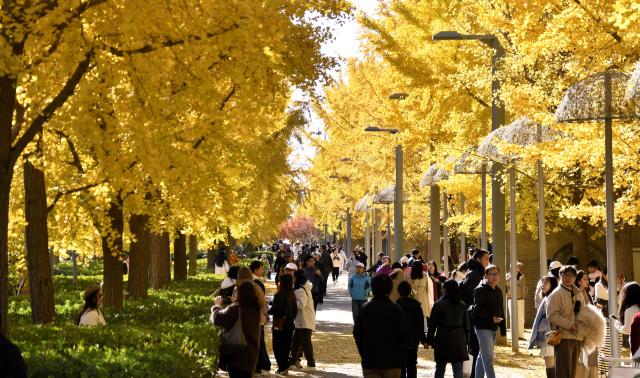 (251102) -- BEIJING, Nov. 2, 2025 (Xinhua) -- People enjoy the autumn scenery at Beijing Olympic Park in Beijing, capital of China, Nov. 2, 2025. (Xinhua/Li Xin)