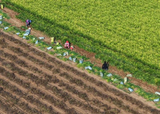 (251102) -- BEIJING, Nov. 2, 2025 (Xinhua) -- This aerial drone photo shows farmers harvesting yellow ginger in the field in Jiaozuo City, central China's Henan Province, Nov. 2, 2025. (Photo by Bai Shuiping/Xinhua)