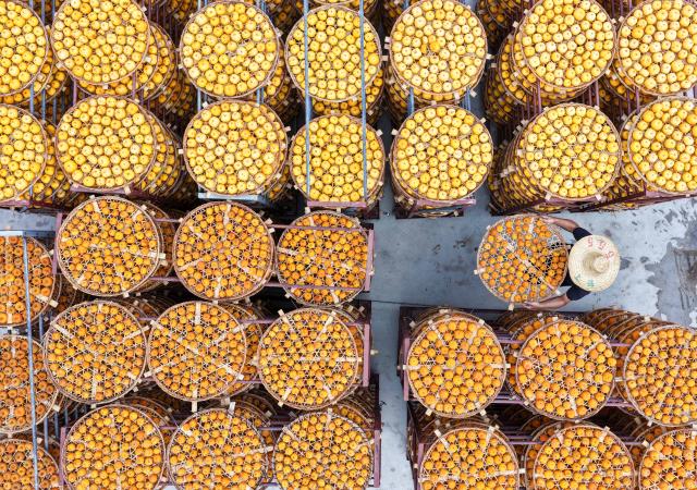 (251102) -- BEIJING, Nov. 2, 2025 (Xinhua) -- This aerial drone photo shows a villager drying persimmons in Pingle County, south China's Guangxi Zhuang Autonomous Region, Nov. 1, 2025. (Photo by Jiang Keqing/Xinhua)