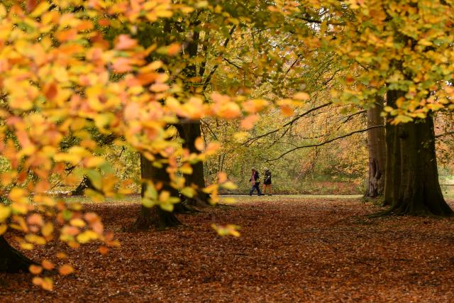 (251103) -- THE HAGUE, Nov. 3, 2025 (Xinhua) -- People walk at a park in The Hague, the Netherlands, Nov. 2, 2025. (Xinhua/Shao Haijun)