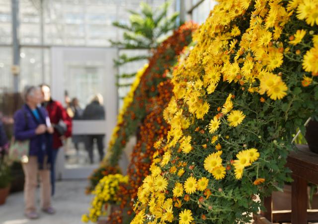 (251103) -- NEW YORK, Nov. 3, 2025 (Xinhua) -- People visit a chrysanthemums show at the New York Botanical Garden in New York, the United States, on Nov. 2, 2025.
  The show is held here from Nov. 1 to 16. (Xinhua/Zhang Fengguo)