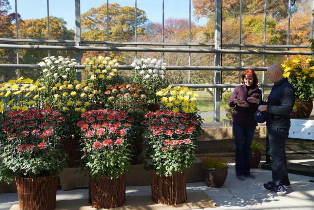 (251103) -- NEW YORK, Nov. 3, 2025 (Xinhua) -- People visit a chrysanthemums show at the New York Botanical Garden in New York, the United States, on Nov. 2, 2025.
  The show is held here from Nov. 1 to 16. (Xinhua/Zhang Fengguo)