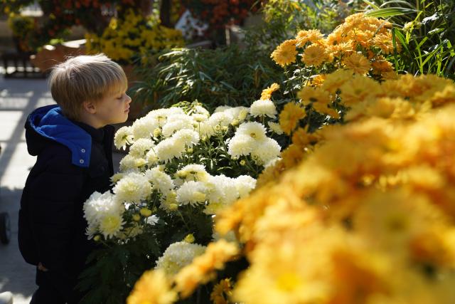 (251103) -- NEW YORK, Nov. 3, 2025 (Xinhua) -- A boy smells the chrysanthemum blooms during a chrysanthemums show at the New York Botanical Garden in New York, the United States, on Nov. 2, 2025.
  The show is held here from Nov. 1 to 16. (Xinhua/Zhang Fengguo)