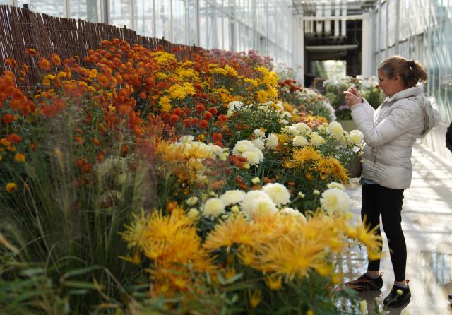 (251103) -- NEW YORK, Nov. 3, 2025 (Xinhua) -- A woman takes photos of chrysanthemums during a chrysanthemums show at the New York Botanical Garden in New York, the United States, on Nov. 2, 2025.
  The show is held here from Nov. 1 to 16. (Xinhua/Zhang Fengguo)