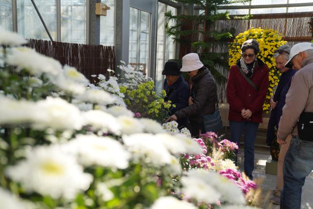 (251103) -- NEW YORK, Nov. 3, 2025 (Xinhua) -- People visit a chrysanthemums show at the New York Botanical Garden in New York, the United States, on Nov. 2, 2025.
  The show is held here from Nov. 1 to 16. (Xinhua/Zhang Fengguo)