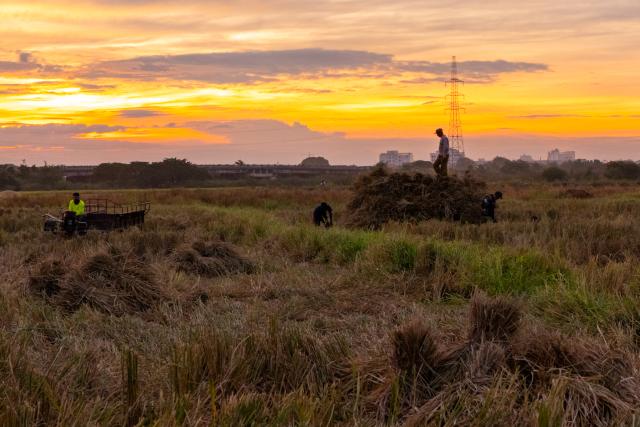 (251103) -- VIENTIANE, Nov. 3, 2025 (Xinhua) -- An aerial drone photo taken on Nov. 2, 2025 shows farmers harvesting rice in a rice field in Vientiane, Laos. Local farmers have recently been busy harvesting the rice as the harvest season comes. (Photo by Kaikeo Saiyasane/Xinhua)