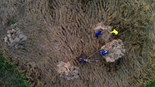 (251103) -- VIENTIANE, Nov. 3, 2025 (Xinhua) -- An aerial drone photo taken on Nov. 2, 2025 shows farmers harvesting rice in a rice field in Vientiane, Laos. Local farmers have recently been busy harvesting the rice as the harvest season comes. (Photo by Kaikeo Saiyasane/Xinhua)