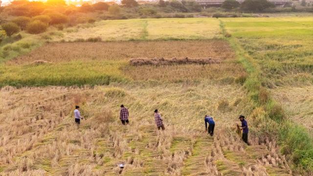 (251103) -- VIENTIANE, Nov. 3, 2025 (Xinhua) -- An aerial drone photo taken on Nov. 2, 2025 shows farmers harvesting rice in a rice field in Vientiane, Laos. Local farmers have recently been busy harvesting the rice as the harvest season comes. (Photo by Kaikeo Saiyasane/Xinhua)