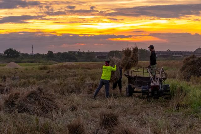 (251103) -- VIENTIANE, Nov. 3, 2025 (Xinhua) -- An aerial drone photo taken on Nov. 2, 2025 shows farmers harvesting rice in a rice field in Vientiane, Laos. Local farmers have recently been busy harvesting the rice as the harvest season comes. (Photo by Kaikeo Saiyasane/Xinhua)
