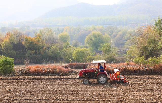 (251103) -- BEIJING, Nov. 3, 2025 (Xinhua) -- A farmer sows wheat in a field in Jingxing County, north China's Hebei Province, Nov. 3, 2025. As of October 30, over 90% of the autumn grain have been harvested and over 25% of the winter wheat have been sowed across the country. (Photo by Liang Zidong/Xinhua)