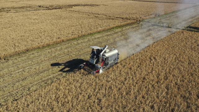 (251103) -- BEIJING, Nov. 3, 2025 (Xinhua) -- An aerial drone photo shows a farmer harvesting rice in Zunhua City, north China's Hebei Province, Nov. 2, 2025. As of October 30, over 90% of the autumn grain have been harvested and over 25% of the winter wheat have been sowed across the country. (Photo by Liu Mancang/Xinhua)