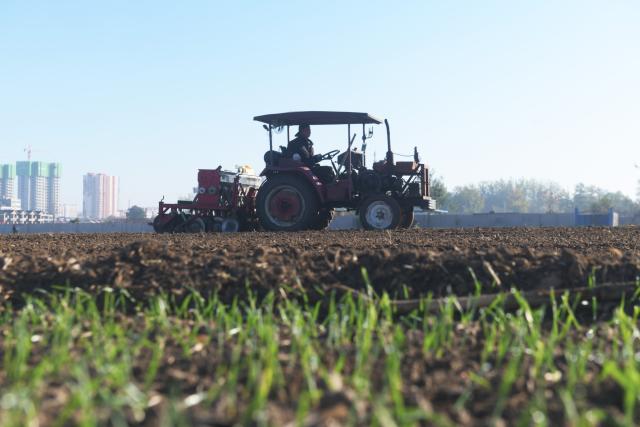 (251103) -- BEIJING, Nov. 3, 2025 (Xinhua) -- A farmer sows wheat in a field in Xinle City, north China's Hebei Province, Nov. 1, 2025. As of October 30, over 90% of the autumn grain have been harvested and over 25% of the winter wheat have been sowed across the country. (Photo by Jia Minjie/Xinhua)