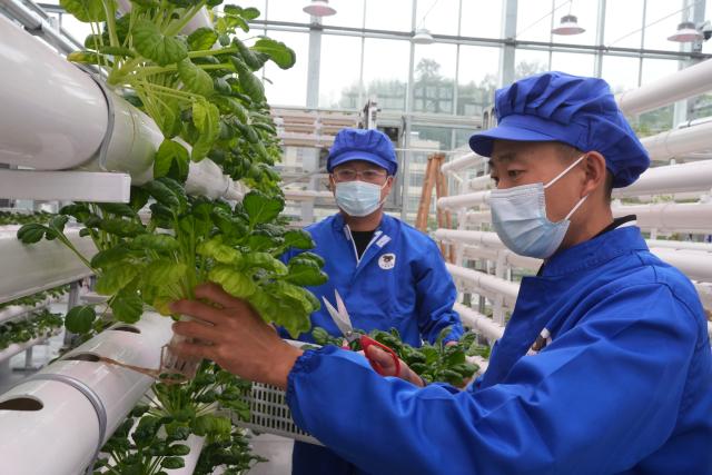 (251104) -- ZHUJI, Nov. 4, 2025 (Xinhua) -- Staff members harvest soilless vegetables at a smart agricultural park in Mali Village of Zhuji City, east China's Zhejiang Province, Nov. 4, 2025. The first batch of vegetables has been harvested at a smart agricultural park in Mali Village. Covering an area of 0.8 hectares, the park powered by sci-tech was put into operation in July this year, accelerating the modernization of the agricultural sector in rural areas. (Xinhua/Weng Xinyang)