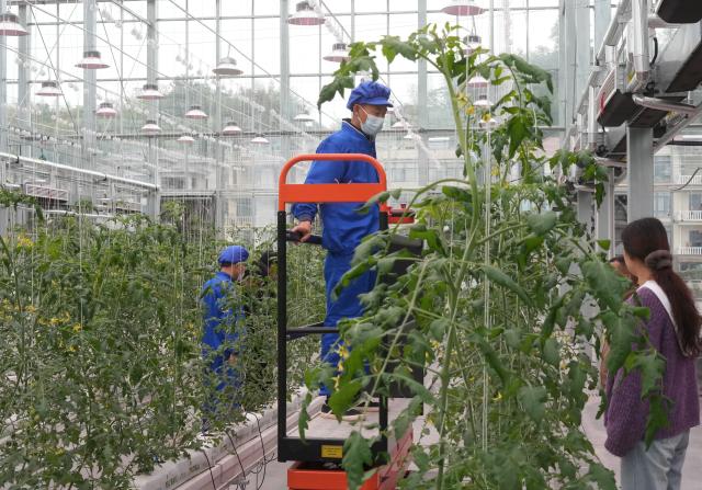 (251104) -- ZHUJI, Nov. 4, 2025 (Xinhua) -- Tourists visit the tomato planting area at a smart agricultural park in Mali Village of Zhuji City, east China's Zhejiang Province, Nov. 4, 2025. The first batch of vegetables has been harvested at a smart agricultural park in Mali Village. Covering an area of 0.8 hectares, the park powered by sci-tech was put into operation in July this year, accelerating the modernization of the agricultural sector in rural areas. (Xinhua/Weng Xinyang)