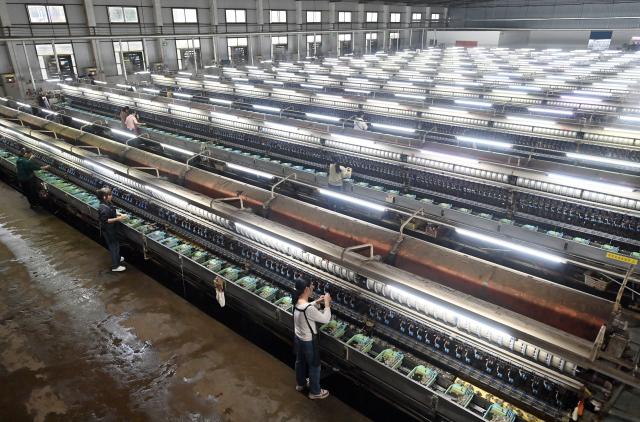 (251104) -- LAIBIN, Nov. 4, 2025 (Xinhua) -- Workers are busy at a silk factory in Xincheng County of Laibin, south China's Guangxi Zhuang Autonomous Region, on Nov. 4, 2025. Xincheng County of Guangxi, boasting a long history of mulberry planting and silkworm raising, has endeavored to extend the silkworm industry chain in recent years. The silkworm industry has boosted the growth of local income and enriched farmers. (Xinhua/Lu Boan)