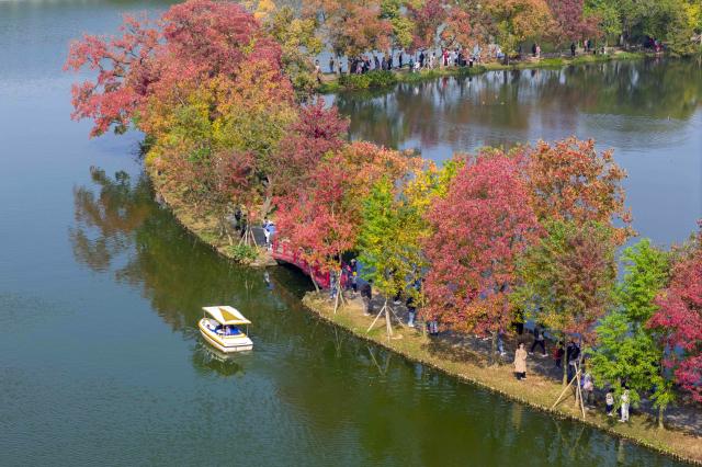 (251104) -- BEIJING, Nov. 4, 2025 (Xinhua) -- An aerial drone photo taken on Nov. 2, 2025 shows the autumn scenery at the Zhongshan botanic garden in Nanjing City, east China's Jiangsu Province. (Photo by Shi Jun/Xinhua)