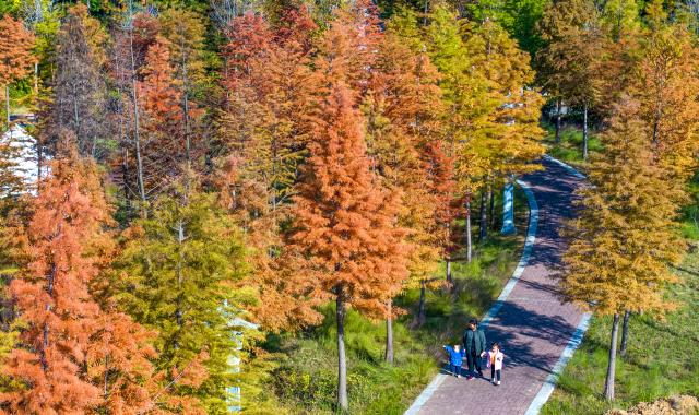 (251104) -- BEIJING, Nov. 4, 2025 (Xinhua) -- An aerial drone photo taken on Nov. 1, 2025 shows citizens enjoying autumn scenery at a park in Luoyang City, central China's Henan Province. (Photo by Zhang Yixi/Xinhua)