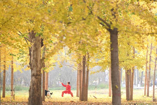 (251104) -- BEIJING, Nov. 4, 2025 (Xinhua) -- A citizen exercises in a ginkgo forest in Shijiazhuang City, north China's Hebei Province, Nov. 4, 2025. (Photo by Chen Qibao/Xinhua)