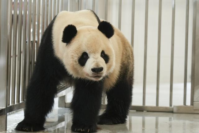(251104) -- CHENGDU, Nov. 4, 2025 (Xinhua) -- A giant panda moves into an enclosure at the Mianyang base of China Conservation and Research Center for the Giant Panda in Mianyang City, southwest China's Sichuan Province, on Nov. 4, 2025. The Mianyang base of China Conservation and Research Center for the Giant Panda, which took three years to build, was put into trial operation on Tuesday. Thirteen pandas from Wolong Shenshuping and Dujiangyan bases of China Conservation and Research Center for the Giant Panda moved into their new home at the newly opened Mianyang base on the day.
   The Mianyang giant panda base, covering an area of about 120 hectares, is located at an ecological park in Mianyang City. The base boasts more than 50 sets of giant panda enclosures with beautiful environment and meeting the requirements of giant panda breeding. (Xinhua)