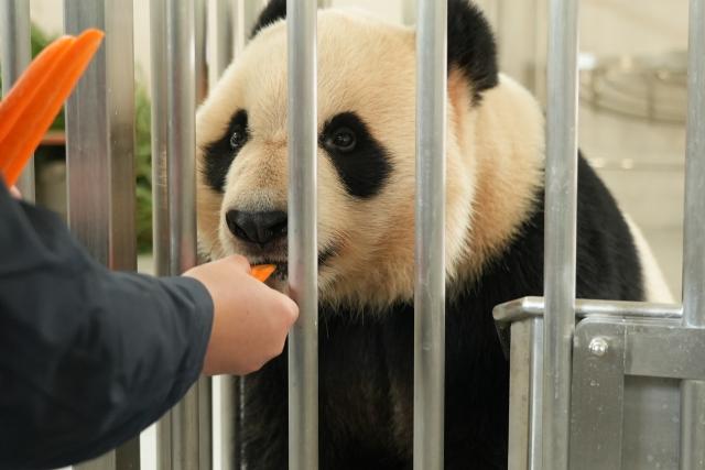 (251104) -- CHENGDU, Nov. 4, 2025 (Xinhua) -- A keeper feeds a giant panda at the Mianyang base of China Conservation and Research Center for the Giant Panda in Mianyang City, southwest China's Sichuan Province, on Nov. 4, 2025. The Mianyang base of China Conservation and Research Center for the Giant Panda, which took three years to build, was put into trial operation on Tuesday. Thirteen pandas from Wolong Shenshuping and Dujiangyan bases of China Conservation and Research Center for the Giant Panda moved into their new home at the newly opened Mianyang base on the day.
   The Mianyang giant panda base, covering an area of about 120 hectares, is located at an ecological park in Mianyang City. The base boasts more than 50 sets of giant panda enclosures with beautiful environment and meeting the requirements of giant panda breeding. (Xinhua)