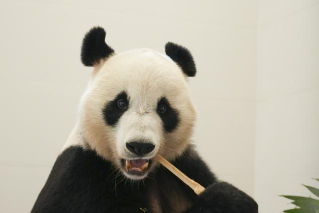 (251104) -- CHENGDU, Nov. 4, 2025 (Xinhua) -- A giant panda eats bamboo after moving into an enclosure at the Mianyang base of China Conservation and Research Center for the Giant Panda in Mianyang City, southwest China's Sichuan Province, on Nov. 4, 2025. The Mianyang base of China Conservation and Research Center for the Giant Panda, which took three years to build, was put into trial operation on Tuesday. Thirteen pandas from Wolong Shenshuping and Dujiangyan bases of China Conservation and Research Center for the Giant Panda moved into their new home at the newly opened Mianyang base on the day.
   The Mianyang giant panda base, covering an area of about 120 hectares, is located at an ecological park in Mianyang City. The base boasts more than 50 sets of giant panda enclosures with beautiful environment and meeting the requirements of giant panda breeding. (Xinhua)