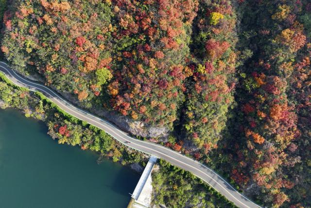 (251105) -- BEIJING, Nov. 5, 2025 (Xinhua) -- An aerial drone photo taken on Nov. 2, 2025 shows the autumn scenery at the Shennongshan Mountain scenic area in Qinyang City, central China's Henan Province. (Photo by Zhang Xinyu/Xinhua)