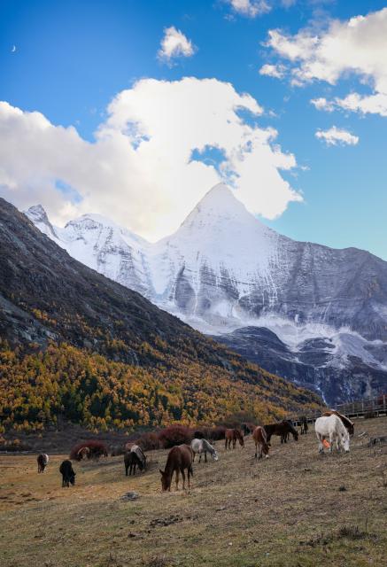 (251106) -- DAOCHENG, Nov. 6, 2025 (Xinhua) -- Horses graze at the Yading scenic spot in Daocheng County of Tibetan Autonomous Prefecture of Garze, southwest China's Sichuan Province, Oct. 27, 2025. The Yading scenic spot is in its best viewing season recently, attracting flocks of tourists there. (Xinhua/Jiang Hongjing)