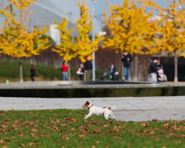 (251106) -- MILAN, Nov. 6, 2025 (Xinhua) -- A dog runs at a small park in the urban district in Milan, Italy, Nov. 5, 2025. (Xinhua/Li Jing)