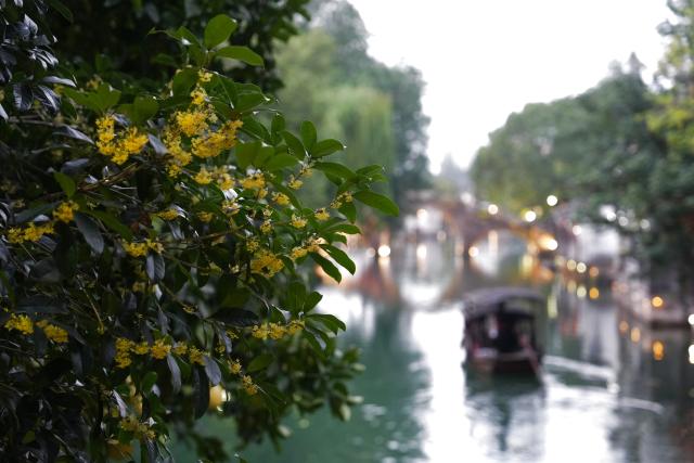 (251106) -- TONGXIANG, Nov. 6, 2025 (Xinhua) -- This photo taken on Nov. 5, 2025 shows a view of the Xizha scenic area near the Wuzhen Internet International Exhibition & Convention Center, a venue of the 2025 World Internet Conference Wuzhen Summit, in Wuzhen, east China's Zhejiang Province. The 2025 World Internet Conference Wuzhen Summit kicked off here on Thursday, with a focus on building a community with a shared future in cyberspace, according to its organizers. (Xinhua/Huang Zongzhi)