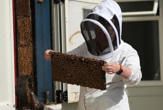 (251107) -- SHANGHAI, Nov. 7, 2025 (Xinhua) -- A staff member checks the health status of the queen bees at a honey production enterprise in North Island, New Zealand, on Oct. 29, 2025. Manuka honey is a signature variety of New Zealand honey. Its nectar plant, the Manuka tree, is a unique species that is only found in a few countries in the Southern Hemisphere, most notably in North Island of New Zealand. The uniqueness of this honey lies in its highly nutritious contents and very limited annual yield.
    Many New Zealand companies brought the Manuka honey to the 8th China International Import Expo (CIIE). These enterprises are "old friends" of this international event and have been continuously introducing various Manuka honey and related products to the Chinese market. (Xinhua/Long Lei)