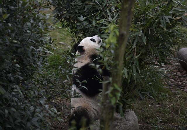 (251107) -- CHENGDU, Nov. 7, 2025 (Xinhua) -- Giant panda "Wen Jing" is pictured at Chengdu Research Base of Giant Panda Breeding in Chengdu, southwest China's Sichuan Province, Oct. 30, 2025. (Xinhua/Bao Feifei)