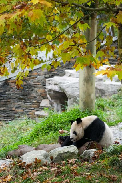 (251107) -- CHENGDU, Nov. 7, 2025 (Xinhua) -- Giant Panda "Hua Yang" rests at the Shenshuping giant panda base of Wolong National Nature Reserve in southwest China's Sichuan Province, Nov. 6, 2025. (Xinhua/Xu Bingjie)