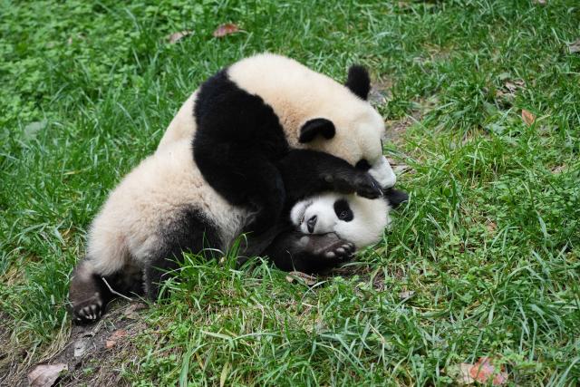 (251107) -- CHENGDU, Nov. 7, 2025 (Xinhua) -- Giant panda "Can Yang" (top) frolics with giant panda "Qing Yang" at the Shenshuping giant panda base of Wolong National Nature Reserve in southwest China's Sichuan Province, Nov. 6, 2025. (Xinhua/Xu Bingjie)