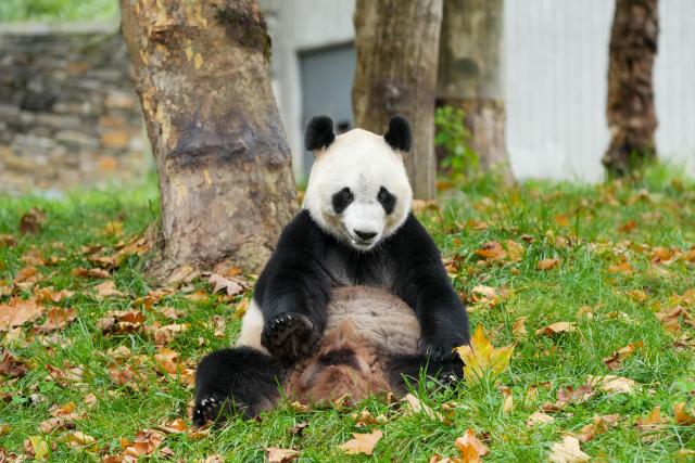 (251107) -- CHENGDU, Nov. 7, 2025 (Xinhua) -- Giant panda "Sen Sen" is pictured at the Shenshuping giant panda base of Wolong National Nature Reserve in southwest China's Sichuan Province, Nov. 6, 2025. (Xinhua/Xu Bingjie)