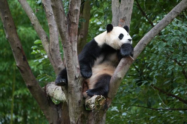 (251107) -- CHENGDU, Nov. 7, 2025 (Xinhua) -- Giant panda "Fu Bao" is pictured at the Shenshuping giant panda base of Wolong National Nature Reserve in southwest China's Sichuan Province, Nov. 6, 2025. (Xinhua/Xu Bingjie)