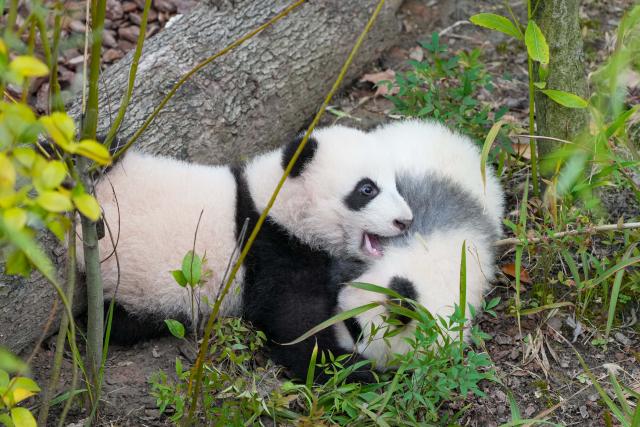 (251107) -- CHENGDU, Nov. 7, 2025 (Xinhua) -- Giant panda cubs frolic at Chengdu Research Base of Giant Panda Breeding in Chengdu, southwest China's Sichuan Province, Oct. 30, 2025. (Xinhua/Xu Bingjie)
