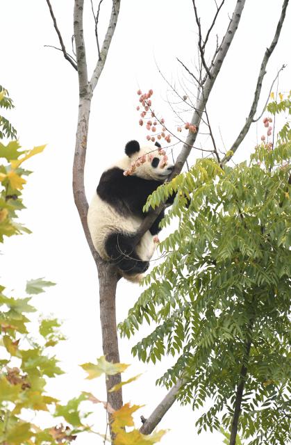 (251107) -- CHENGDU, Nov. 7, 2025 (Xinhua) -- A giant panda plays on a tree at Chengdu Research Base of Giant Panda Breeding in Chengdu, southwest China's Sichuan Province, Oct. 30, 2025. (Xinhua/Bao Feifei)