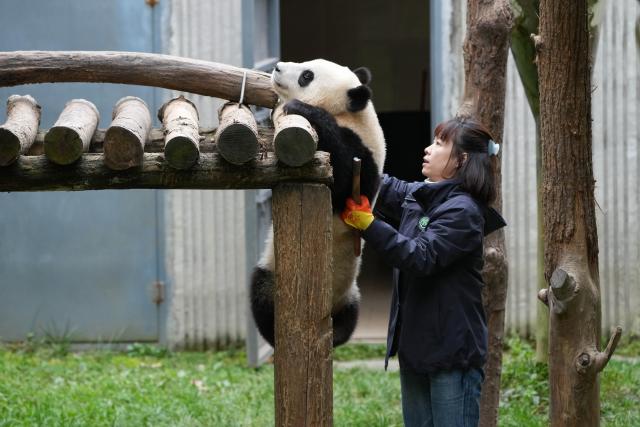 (251107) -- CHENGDU, Nov. 7, 2025 (Xinhua) -- A breeder helps a giant panda learn climbing at the Shenshuping giant panda base of Wolong National Nature Reserve in southwest China's Sichuan Province, Nov. 6, 2025. (Xinhua/Xu Bingjie)